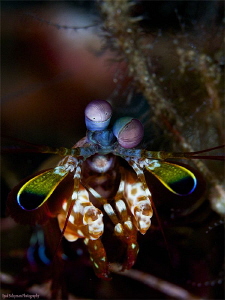 Mantis Shrimp... It's about colors! by Iyad Suleyman 